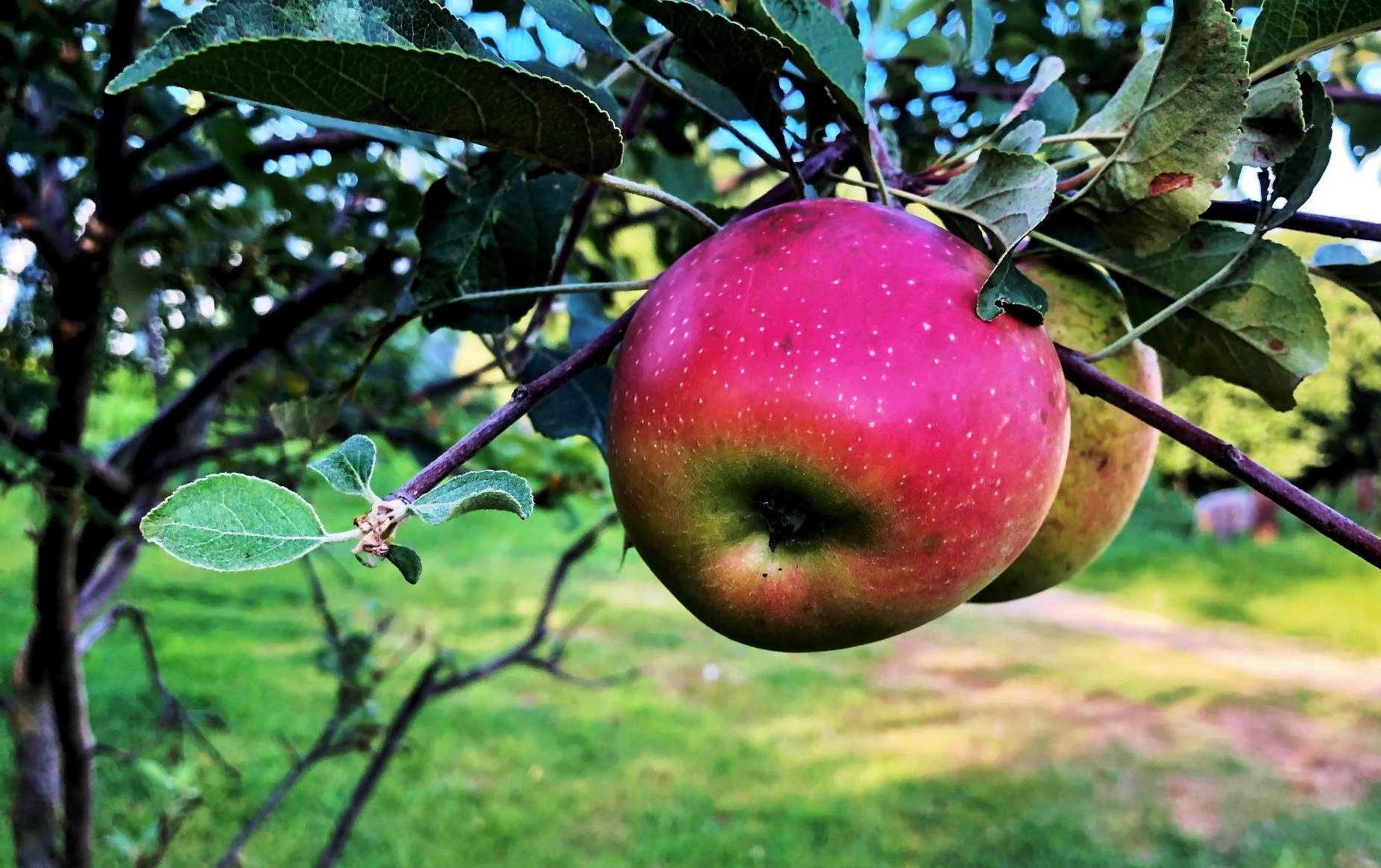 september, apples