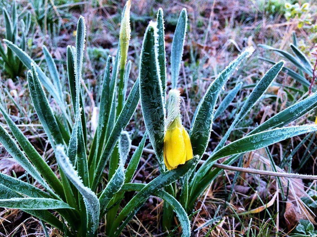 spring, raing, daffodil