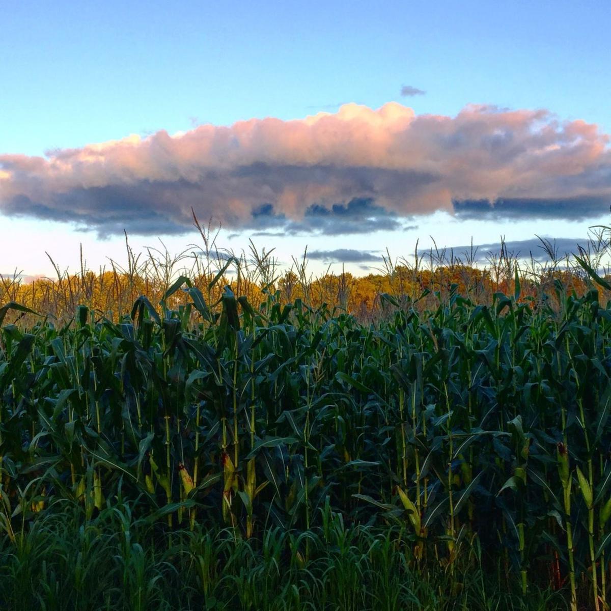 stories, corn